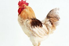 雞腺胃炎跟腸道混感治療方法?。夹g(shù)指導(dǎo)）