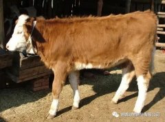 肥牛養(yǎng)殖過(guò)程中存在的問題，應(yīng)該如何進(jìn)行解決