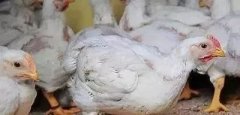 支原體感染的發(fā)展過程及臨床癥狀！！!