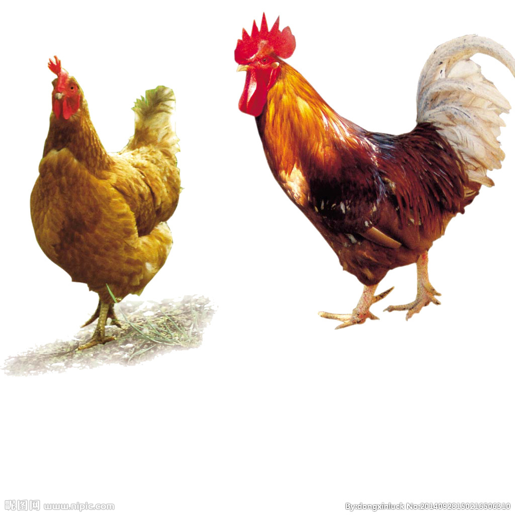  提高肉鴨養(yǎng)殖效益！這八個(gè)飼養(yǎng)管理要注意了?。夹g(shù)） 